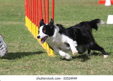 Border Collie Doing Dog Agility Stock Photo 33324949 | Shutterstock