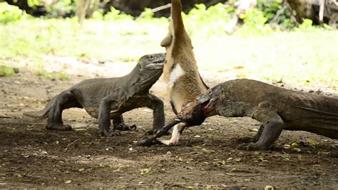 Komodo Dragons Devouring Billy Goat - YouTube