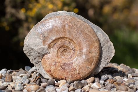 UK Fossil Collecting – Where to find fossils and what to find. UK Fossils features hundreds of ...