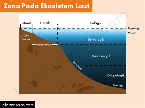 Ekosistem: Tipe-Tipe Ekosistem dan Suksesi - InformasainsEdu