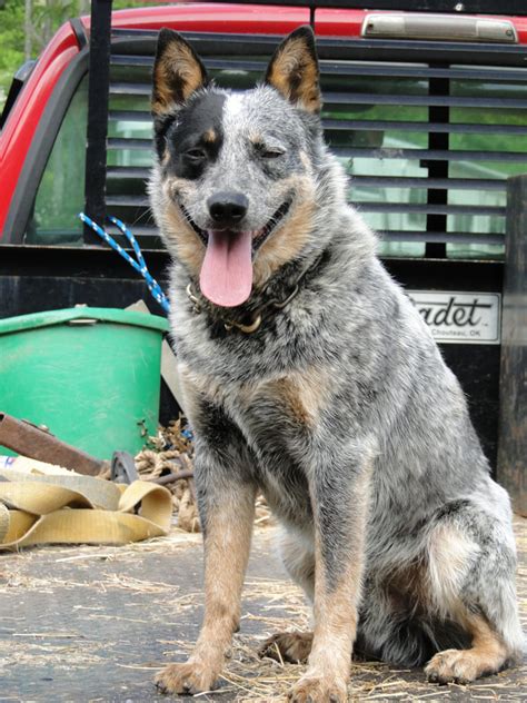 Blue / Red Heelers - Farm Pups