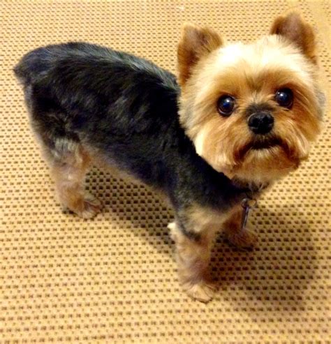 Bear Cut For Yorkie - Wavy Haircut