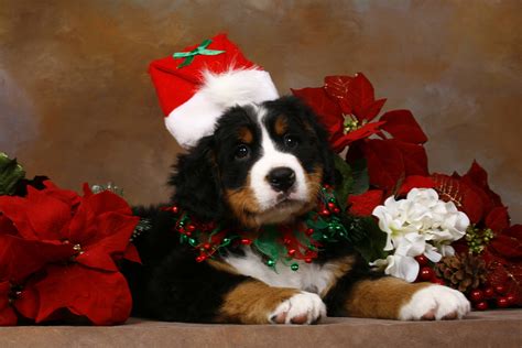 Puppy Christmas Wallpapers - Wallpaper Cave