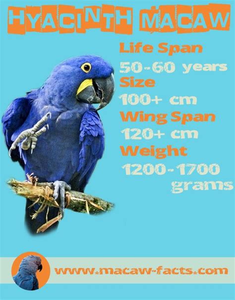 Lear’s Macaw – life span, size, weight, wing-span – Macaw Facts