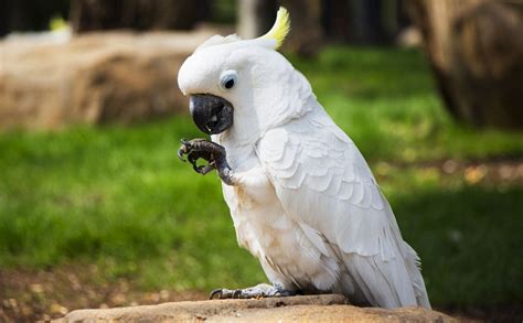 Umbrella Cockatoo (White Cockatoo) Facts, Pet Care, Pictures | Singing Wings Aviary