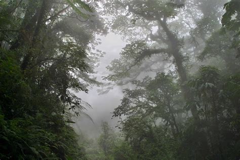 Dealing with climate change in Costa Rica’s treasured Monteverde cloud forest – The Tico Times ...