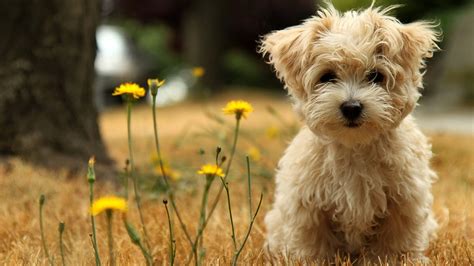 Cute Animal Backgrounds (61+ pictures)