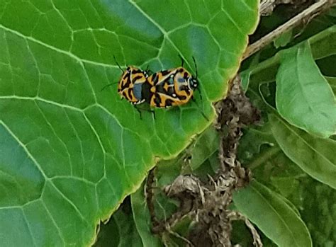 Harlequin Bug: How to Control This Pest in Your Garden