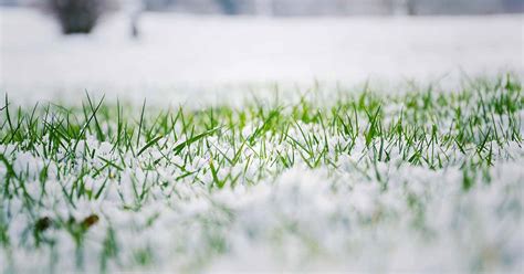 11 Winter Lawn Care Essentials | Gardener’s Path