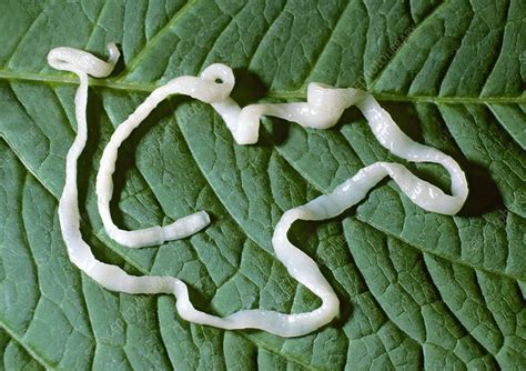 Tapeworm - Stock Image - C003/9755 - Science Photo Library