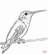 Ruby throated Hummingbird coloring Page  Free Printable Coloring Pages sketch template