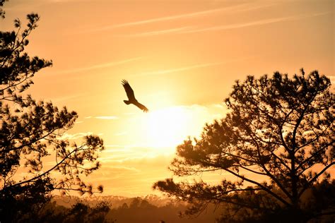 Eagle Flying Towards Sunset 5k Wallpaper,HD Photography Wallpapers,4k Wallpapers,Images ...