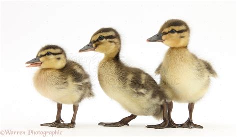 Three Mallard ducklings photo WP25803