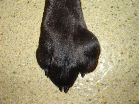 Is your dog paw swollen? We have covered the common causes and treatment remedies in this article.