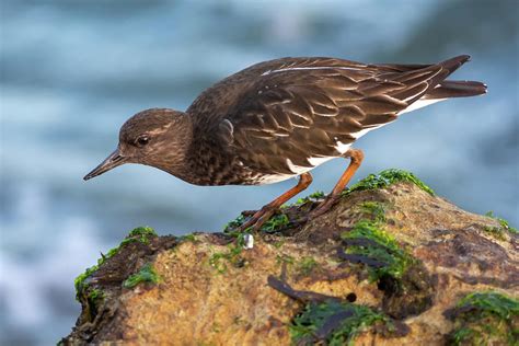 A Black Turnstone 02-20 Photograph by Bruce Frye - Fine Art America