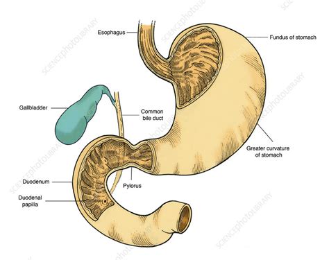 Illustration of Stomach and Duodenum - Stock Image - C017/2692 - Science Photo Library