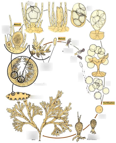 Fucus Life Cycle