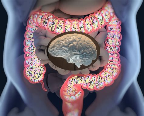 Gut Microbiota Influences Brain Development and Function in Early Life ...