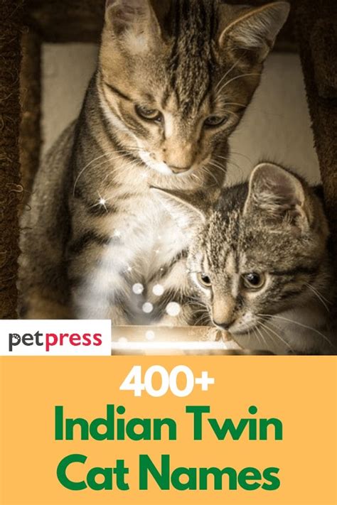 400+ Indian Twin Cat Names For Your Cute Twin Cats