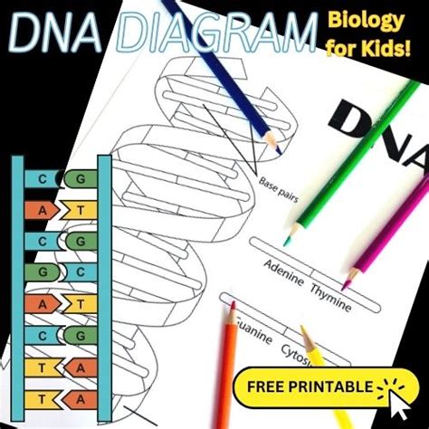 Dna Coloring Pages