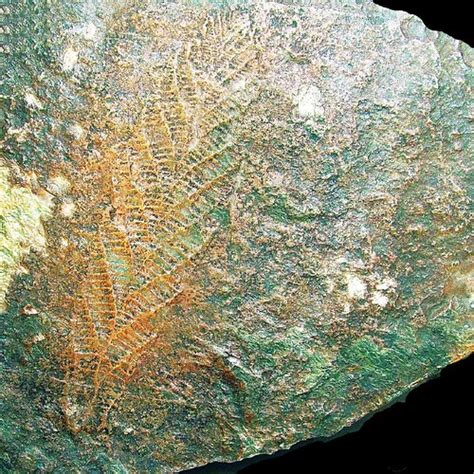 Charnia masoni | Precambrian fossil from Charnwood Forest. E… | Flickr