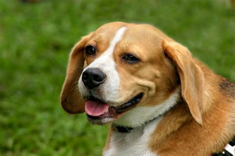 Beagle Mix Photos | ThriftyFun