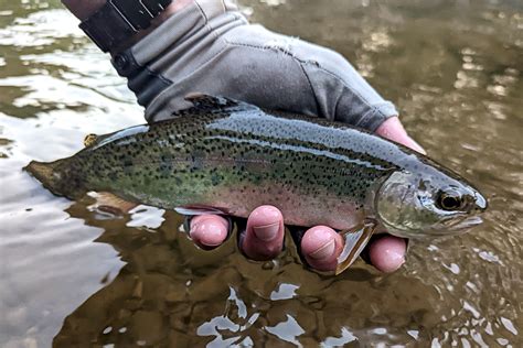 Rainbow Trout - Caffeinated Fly FisherCaffeinated Fly Fisher