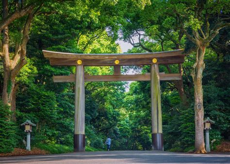 3,000 Species of Plants and Animals - Exploring the Forest of Meiji Shrine - LIVE JAPAN ...