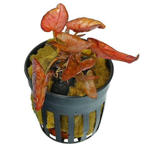 Nymphaea lotus - Topf | Aquasabi - Aquaristik Shop