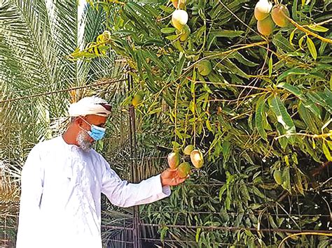 Ministry to produce 300,000 fruit seedlings to boost agri sector ...