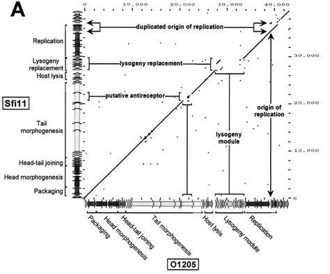 Dot plot analysis. (A) Dot plot calculated for the DNA genome sequences... | Download Scientific ...