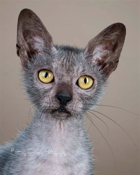 Breeding Lykoi | Lykoi Cats ~ The Original Lykoi Breeder Werewolf Cat, Lykoi Cat, Wildlife ...