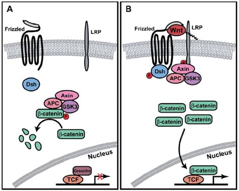 Beta Catenin Signaling Pathway