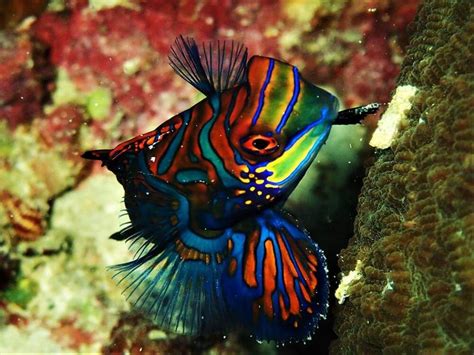 Mandarinfish - Moalboal Reef Species