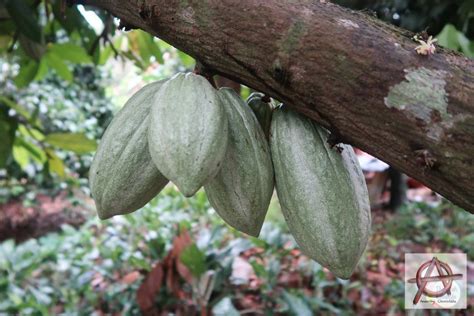 How Do You Know When Cocoa Is Ripe To Harvest?