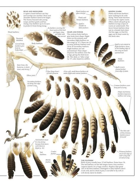 Pin by s tichenor on Nature | Science | Outdoorsy | Feather identification, Owl feather, Bird ...