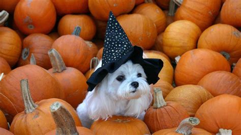 Dogs And Halloween Wallpapers - Wallpaper Cave