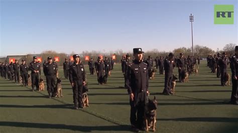 China Plans Mass Cloning of Police Dogs to Save on Training Time - Nspirement