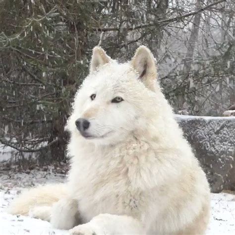 Wolf Conservation Center on Twitter: " ️ ️ ️ ️ ️ ️ … | Wolf conservation center, Animals ...