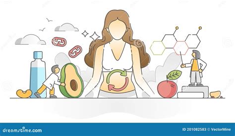 Metabolism Concept Vector Illustration Diagram, Biochemical Body Cycle ...