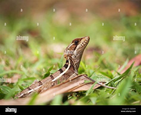 Close-up view of Common Basilisk lizard Stock Photo - Alamy