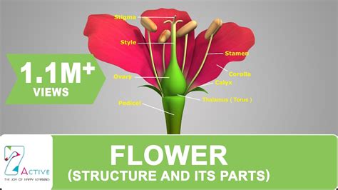 Parts Of Gumamela Flower And Their Functions Ppt - Home Alqu