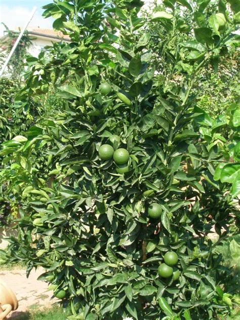 Lime Tree Pictures, Images, Photos & Facts on Lime Trees