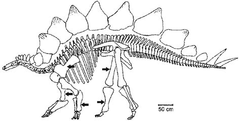 Stegosaurus Skeleton Drawing