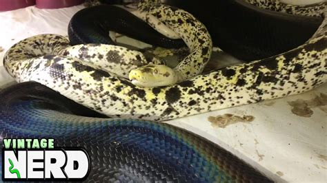 Cow Retic breeding a big black female Golden Child Reticulated Python - YouTube