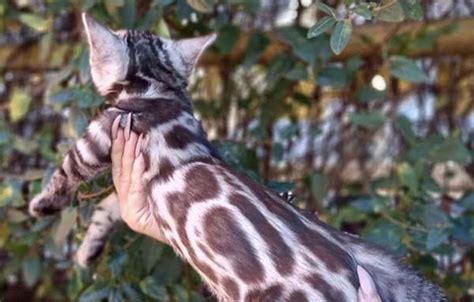 Silver Bengal Kittens for Sale - Delivery to USA & Canada