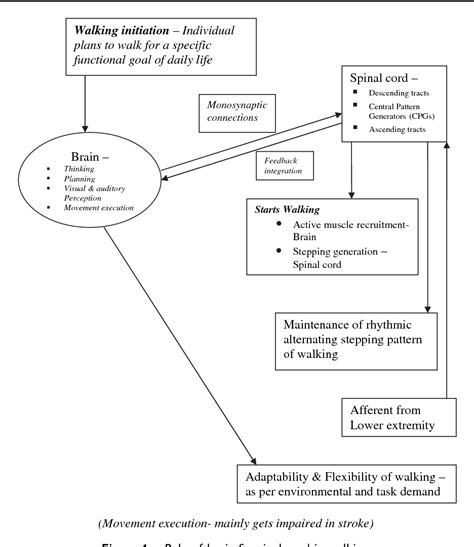 Figure 1 from Understanding gait control in post-stroke: implications ...