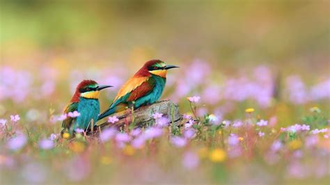 🔥 [44+] Wallpapers Birds and Flowers | WallpaperSafari