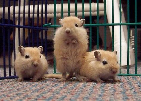 Gerbils - The Best Pet Option for Young Children | Our Pets, We Love 'Em