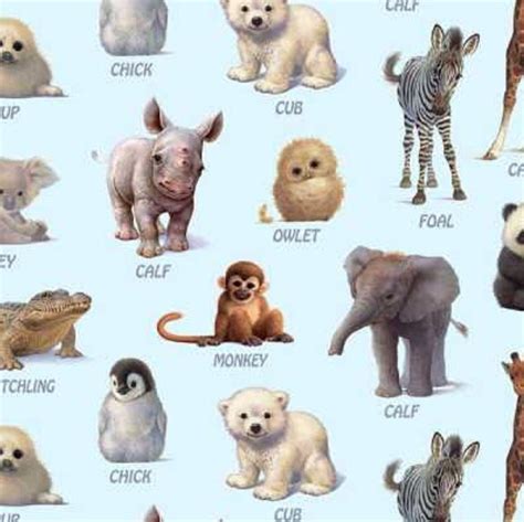 Animals And Their Baby Names With Pictures